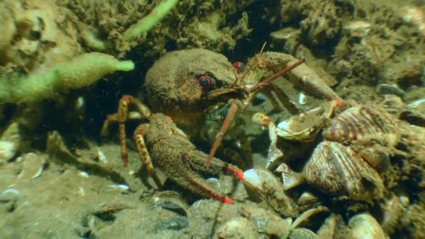 Broad Clawed Crayfish Astacus Astacus Půli Cesty Ven Jeho Díry — Stock video