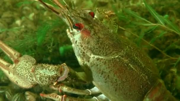 产于绿色水生植物底部的欧洲螃蟹 Astacus Astacus 的特写 — 图库视频影像