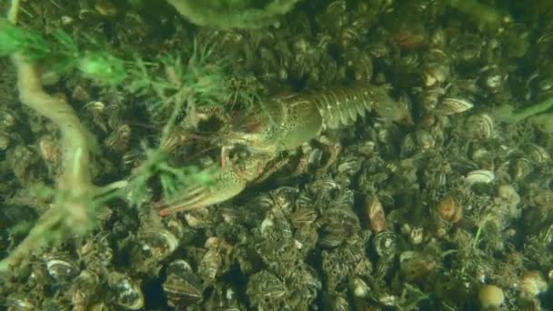 宽被禁小龙虾 Astacus Astacus 沿着覆盖着斑马鱼的河床缓慢爬行 然后离开框架 — 图库视频影像