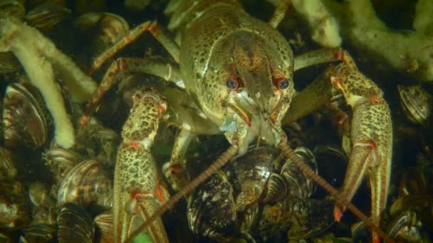 Danube Crayfish Pontastacus Leptodactylus River Bottom Portrait — 图库视频影像