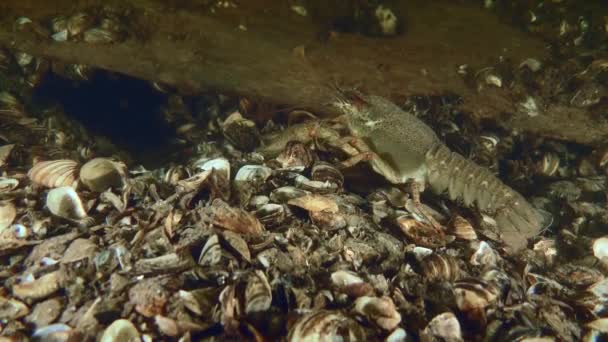 Широкий Кіготь Crayfish Astacus Astacus Ховається Під Дошкою Стародавнього Дерев — стокове відео