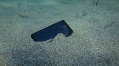 Kumlu bir zeminde kaybolmuş akıllı telefon, birkaç Annular deniz kabuğu balığı tarafından görülür..