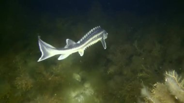 Kamera, Rus mersin balığı veya Tuna mersin balığının (Acipenser gueldenstaedtii) orta büyüklükteki kuyruğunun zarif hareketlerini gösterir..