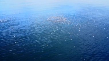 Sualtı kanalizasyonunun denize boşaltılmasının havadan çekilmiş fotoğrafı. Kamera yavaşça denizin derinliklerinden yükselen kahverengi su kabarcıklarının patlamasına zumluyor ve deniz kuşlarının ilgisini çekiyor..