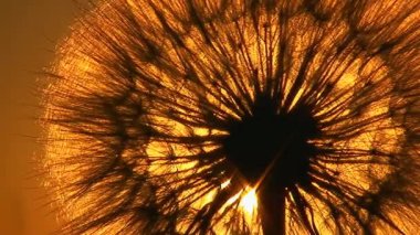 Batan güneşin ışınları kafanın içinden karahindiba tohumlarıyla geçer..