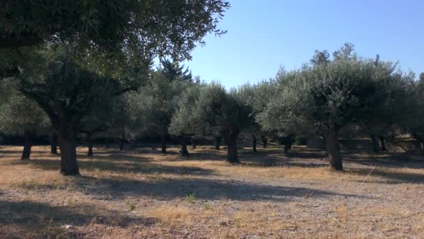 Olivový Háj Horkém Letním Odpoledni Pomalé Přiblížení Evropa Řecko — Stock video