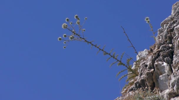 Mittelmeerlandschaft Nur Dürreresistente Pflanzen Wachsen Den Rissen Der Küstennahen Vulkangesteine — Stockvideo