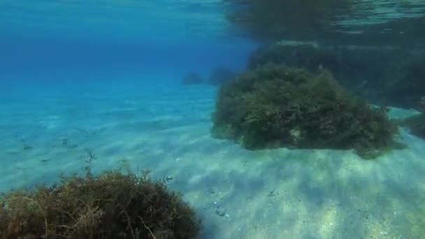 Скелі Мілководді Вкриті Мальовничими Заростями Коричневих Водоростей Cystoseira Bar — стокове відео
