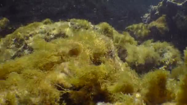 茶色の藻類のブッシュは 太陽の光によって照らされた壊れた波のビートに揺れます — ストック動画