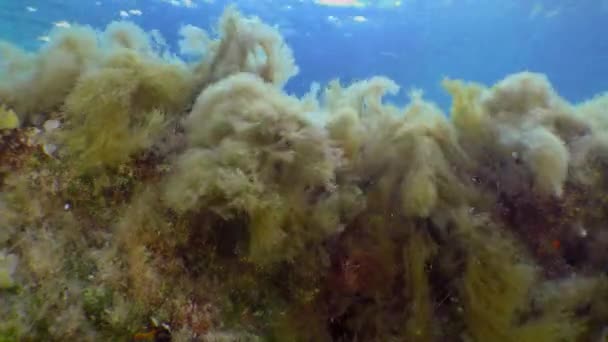 茶色の藻類のブッシュ シストセイラ地中海 壊れた波で時間通りに揺れています — ストック動画