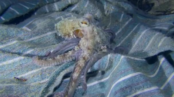 Zanieczyszczenie Morza Ośmiornica Octopus Vulgaris Czołga Się Kawałku Tkaniny Leżącej — Wideo stockowe