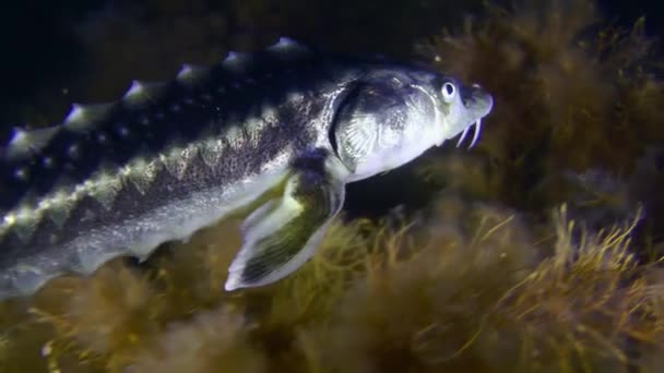 一只波斯梭鱼或里海梭鱼 Acipenser Gueldenstaedtii 的特写 缓慢地在布满褐藻的海底游动 — 图库视频影像