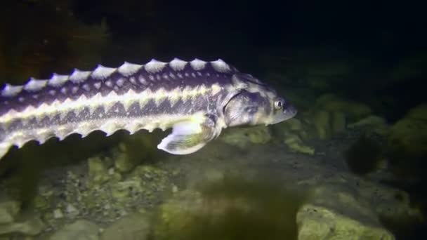 Russian Sturgeon Danube Sturgeon Acipenser Gueldenstaedtii Swims Algae Covered Seabed — Stock Video