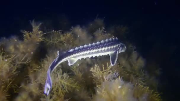 조류로 바닥을 수영으로 카메라는 다이아몬드 Sturgeon 러시아의 Sturgeon 에스프레서 Gueldenstaed — 비디오