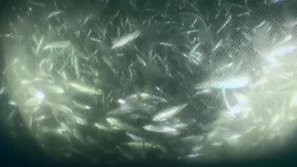 Рыба Внутри Коммерческой Рыболовной Сети Мере Сеть Поднимается Объем Уменьшается — стоковое видео