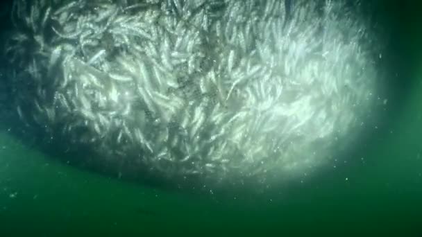 Ryby Uvnitř Rybářské Sítě Jak Rybáři Zvedají Síť Její Objem — Stock video