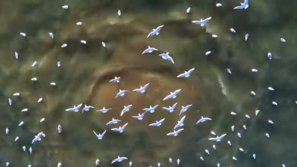Sualtı Kanalizasyonunun Denize Boşaltıldığı Yer Kamera Derinlerden Yükselen Kirli Ampullerinin — Stok video