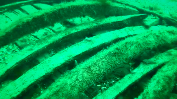 Immersioni Snake Island Fotocamera Lentamente Tampona Fondali Marini Con Detriti — Video Stock