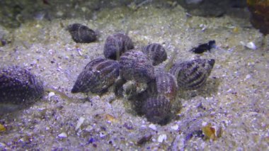 Gastropodlar Ağ Köpek Whelk (Nassarius reticulatus) gastropodları, deniz hayvanlarının öldürüldüğü yerde toplanırlar..