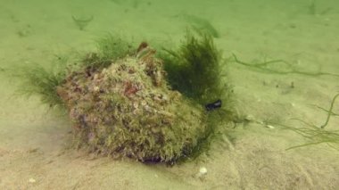 Damarlı Rapa Whelk (Rapana venosa) algler ve oturumsal omurgasızlarla kaplı bir kabuk ile yavaşça kumlu taban boyunca sürünür.