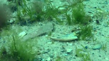 Risso 'nun yusufçuğu (Callionymus risso) kumlu bir deniz yatağında yeşil yosunlarla kaplanır ve çerçeveden çıkar..