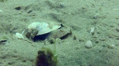 Üretilen Marble Goby (Pomatoschistus marmoratus): erkek, yuvayı korur ve havalandırır, yakın plan.
