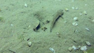 Bir çift münzevi yengeç, bir erkek tarafından korunan bir yuvanın yanında durdular..