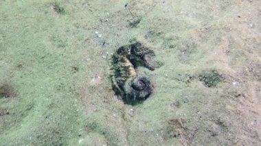 Uzun Burunlu Deniz Atı (Hipokampus Guttulatus): Kamuflaj için deniz atı altta, yavaşça yakınlaştır.
