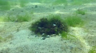 Üreyen gri grasse (Symphodus cinereus): Sığ sularda alglerden inşa edilen yuva uzaklardan fark edilir..