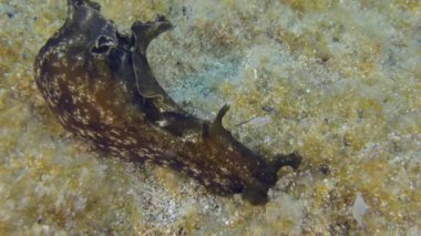 Benekli deniz tavşanı (Aplysia fasciata), alg boyunca sürünerek yer..