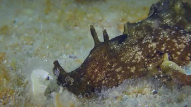 Benekli deniz tavşanı (Aplysia fasciata) dipteki yosunlar boyunca sürünerek yaklaşır..