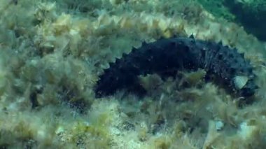 Tüplü deniz hıyarı (Holothuria tubulosa) deniz tabanında yavaşça sürünür. Akdeniz 'de. Yunanistan.