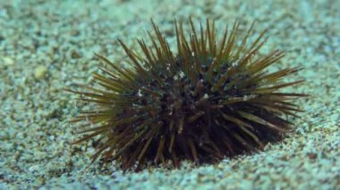 Mor Deniz kestanesi (Paracentrotus lividus) kumlu deniz tabanında iğne oynatır.