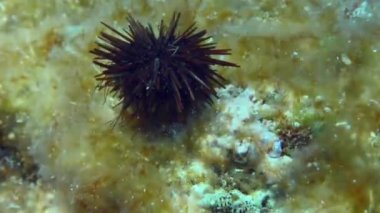 Mor Deniz kestanesi (Paracentrotus lividus) kahverengi alg ile kaplanmış olarak dipte sürünür ve taştan düşer..