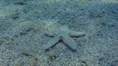 İnce deniz yıldızı veya Kum Denizyıldızı (Astropecten spinulosus) kumlu tabanda boyunca sürünür. Akdeniz.