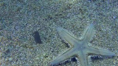 Kum Denizyıldızı veya Slender Deniz Yıldızı (Astropecten spinulosus) kumlu tabanda boyunca sürünür ve daha sonra çerçeveden ayrılır..