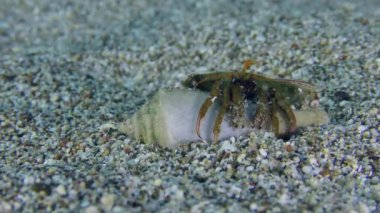 Münzevi yengeç (Clibanarius erythropus) çeşitli gastropodların kabuklarına yerleşir, Cone salyangozunun kabuğundan çıkan kerevit çıkıntıları. Akdeniz.