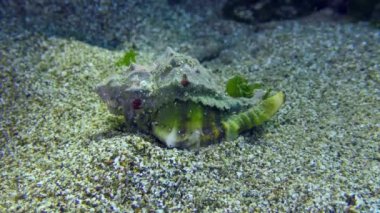 Lugworm (Arenicola marinası) kumlu zeminde çukur kazar, solucan tarafından oluşturulan su hareketi kum püskürmesine neden olur..