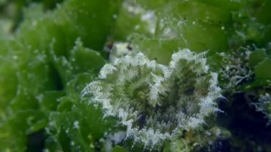 Tavus kuşu kurdu veya Tavuskuşu tüyü toz solucanı (Sabella pavonina) küçük organizmaları yakalamak için dokunaçlı bir taç ile avlanır. Akdeniz, Yunanistan.