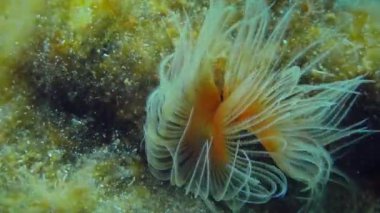 Kırmızı benekli at nalının parlak dokunaçları veya Pürüzsüz tüp solucanı (Protula tüp solucanı) su kolunda sallanır ve solucan onları tüpe çeker. Akdeniz.