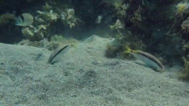 Kızıl Deniz keçi balığı (Parupeneus forsskali) toprağı kazarken, Annular deniz kabuğu (Diplodus annularis) sürüsü ilgilenmedikleri yiyecekleri toplayan keçi balıklarını takip ediyor..