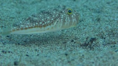 Sarı benekli kirpi balığı (Torquigener flavimaculosus) kumlu tabanda üzerinde asılı kalır, sonra çerçeveyi terk eder, aşırı yakın plan.