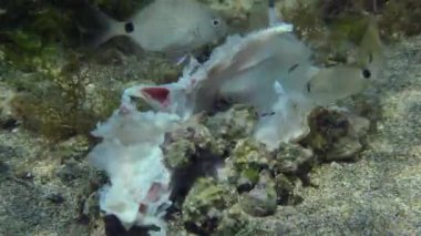 Denizin hademeleri: Genç Annular deniz kabuğu (Diplodus annularis) ölü balıklardan elde edebilecekleri tüm parçaları yakın planda yerler. Akdeniz.