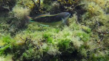 Afrika gökkuşağı grasse veya Akdeniz yağmur balığı (Coris julis) alglerle kaplanmış bir kayanın üzerinde yiyecek arar. Akdeniz.