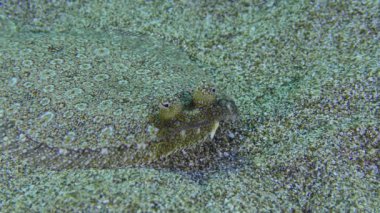 Geniş gözlü Flounder (Bothus podas) kumlu zeminde yatar, sonra arkasını döner ve yüzer, yakın plan. Akdeniz, Yunanistan, Rodos.