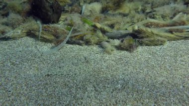 Geniş Gözlü Flounder (Bothus podas) tabanda hareket ettiğinde, kamuflaj rengi çevreye mümkün olduğunca yakın bir şekilde değişir. Akdeniz, Yunanistan.