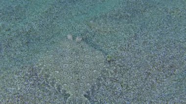 Geniş gözlü erkek Flounder (Bothus podas) deniz tabanında bir dişiyle karşılaşsa da ciddi bir ilişkiye hazır değildi. Akdeniz, Yunanistan, Rodos.