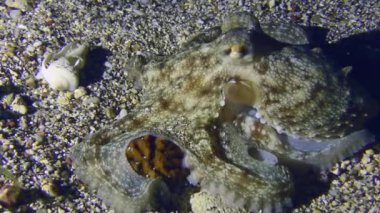 Küçük bir ahtapot (Octopus vulgaris) dipte oturup şeftali kemiğine sarılır, sonra da dipte hareket etmeye başlar..