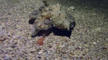 Ahtapot (Octopus vulgaris) dipte sürünür, sonra yükselir ve yerin üstünde yüzer..