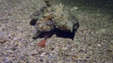 Ahtapot (Octopus vulgaris) dipte sürünür, sonra yükselir ve yerin üstünde yüzer..